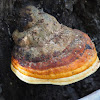 Red Banded Polypore