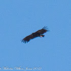 Black Vulture; Buitre Negro