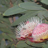 Sugarbush Protea
