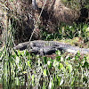 American Alligator