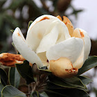Southern Magnolia