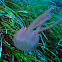 Mauve Stinger Jellyfish