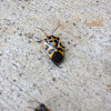 Adult Harlequin bug