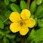 Common Silverweed