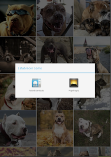 Pitbull Wallpapers Screenshots 13
