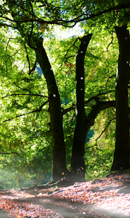 Forest Wallpaper(圖3)-速報App