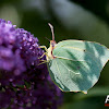 Common Brimstone Butterfly