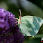 Common Brimstone Butterfly