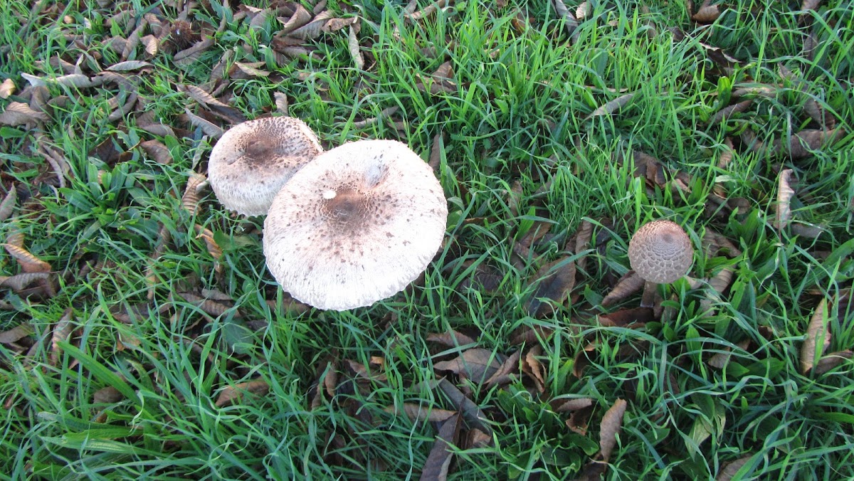 Parasol (es); Zarrota, Choupin, Pan de lobo (gl); parasol mushroom (uk)