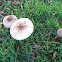 Parasol (es); Zarrota, Choupin, Pan de lobo (gl); parasol mushroom (uk)