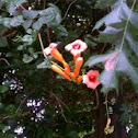 Trumpet Vine