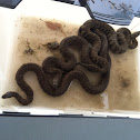 Northern water snakes