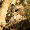 Tawny Frogmouth