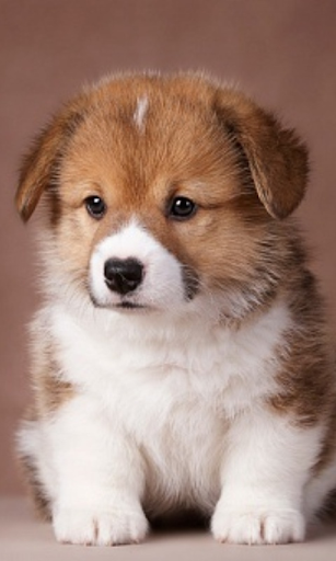 Nice Puppy Pet Wallpaper