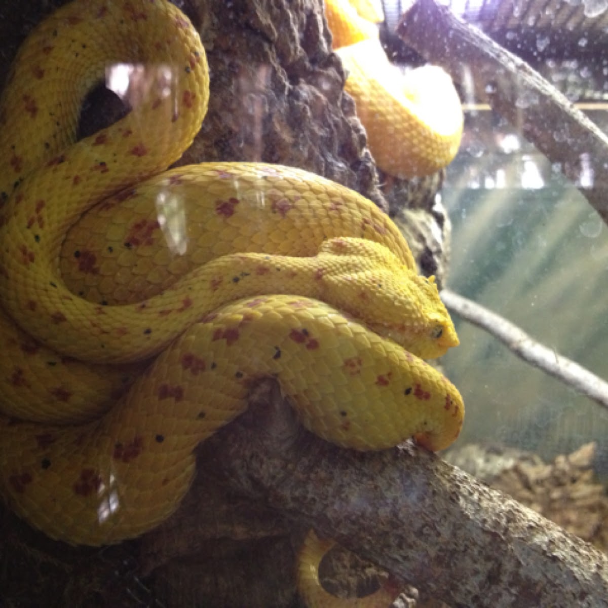 Eyelash Viper