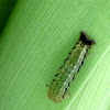 Cabbage Tree Moth Larva