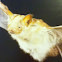 Welwitsch's Hairy Bat