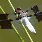 Common Whitetail, male