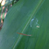 Feather-Legged Spiders