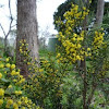Gold Dust Wattle (Acacia acinacea)