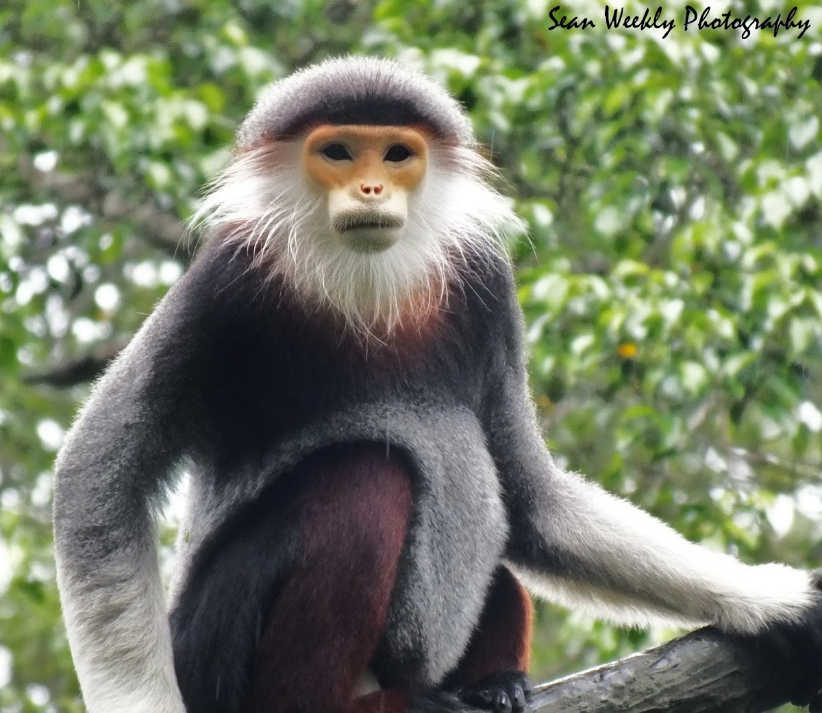 Douc Langur (Red Shanked)