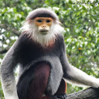Douc Langur (Red Shanked)