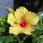 Hibisco amarelo (Yellow hibiscus)