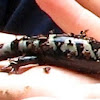 Marbled Salamander