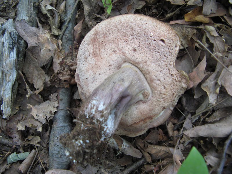 Tylopilus badiceps complex, 1 of 2