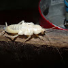 American Cockroach - Cucaracha
