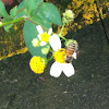 Taiwan native honey bees