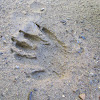 Huellas desconocidas (Unknown footprints)