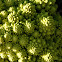 Romanescu, Romanesco broccoli