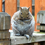 Jabba the Squirrel by Mike Anderson -  