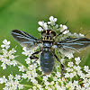 Black-winged Feather-legged Fly (female)