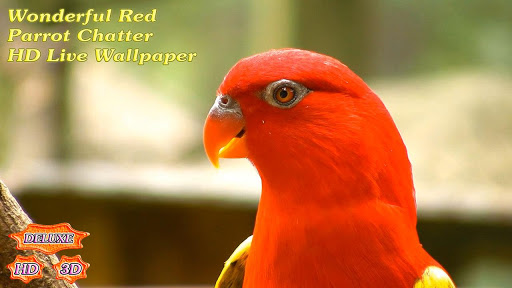 【免費個人化App】Wonderful Red Parrots Chatter-APP點子