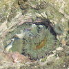 Sea anemone