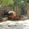 Búfalo-vermelho or Pacaça