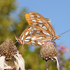 Gulf fritillary butterflies (mating pair)