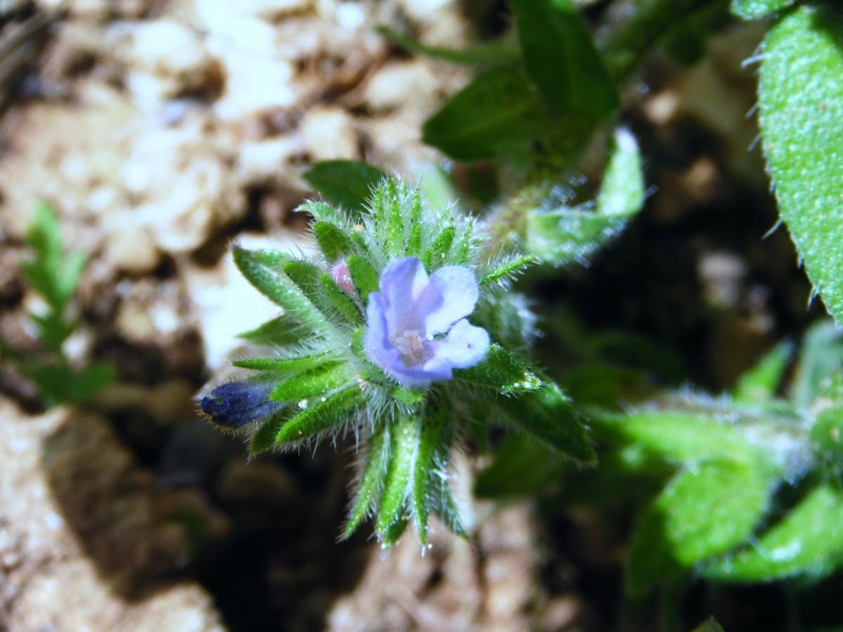 Small-flowered Bugloss