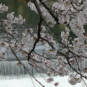 JapanArashiyamaSakuraPhotos01 logo
