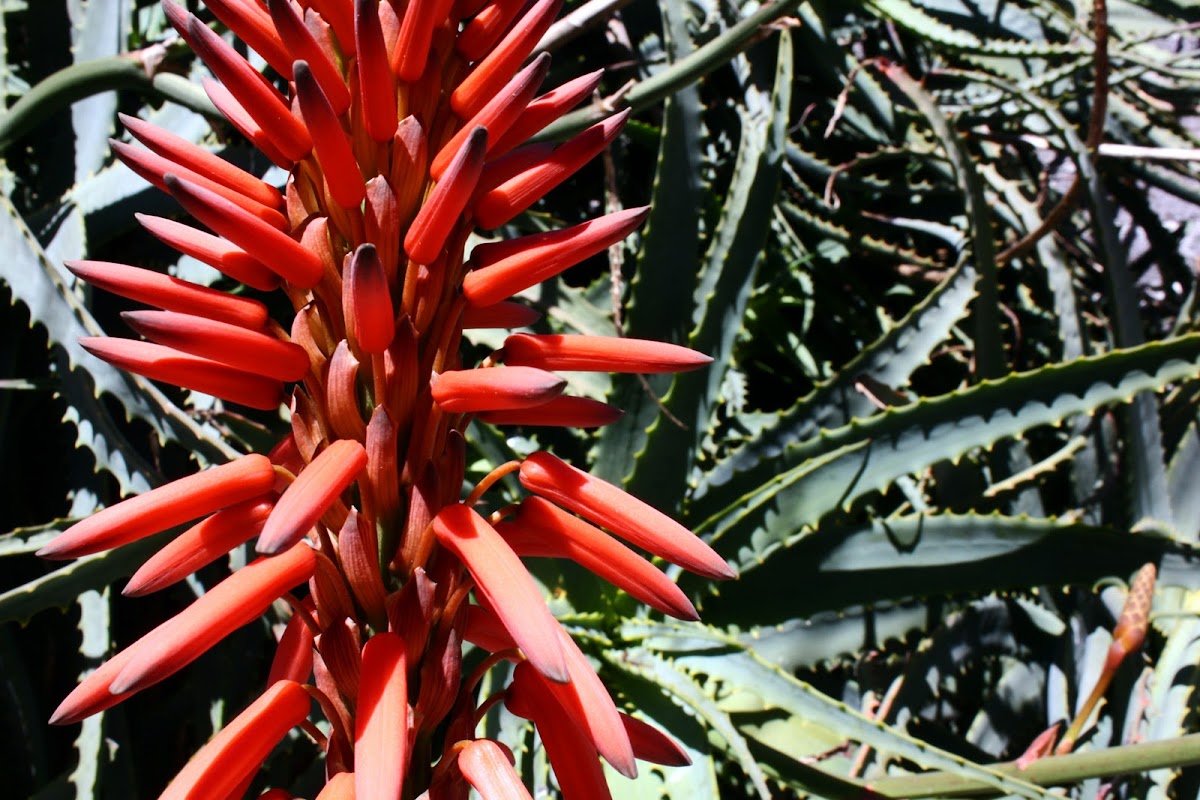 Krantz Aloe
