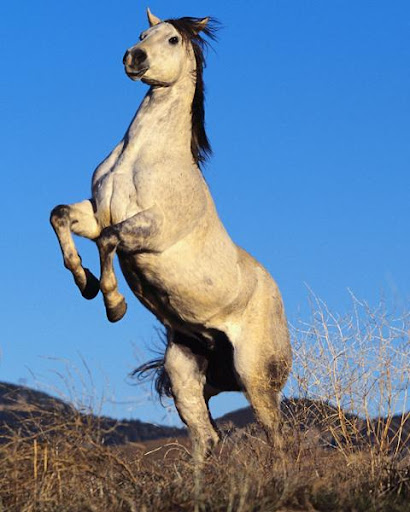 Horse Jigsaw Puzzles