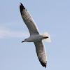 Yellow-legged Gull