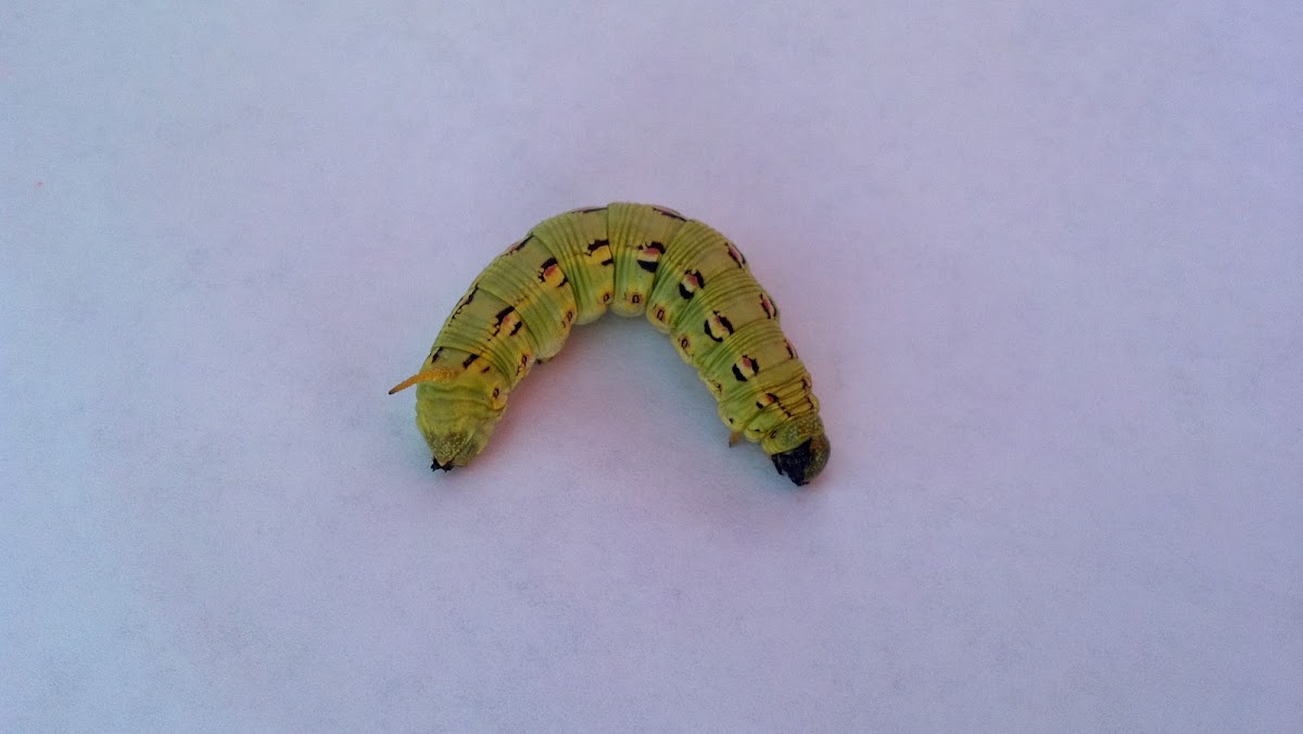White-Lined Sphinx Moth Larva