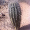 Baby saguaro