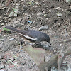 Oriental Magpie-Robin (Female)