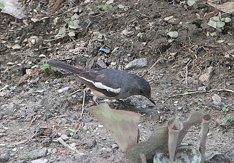 Oriental Magpie-Robin (Female)