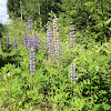 Lupines (first photo)