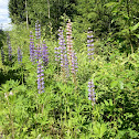 Lupines (first photo)